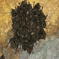 Bat Population