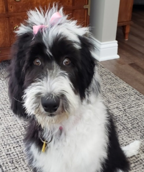 Frannie, the sheepadoodle