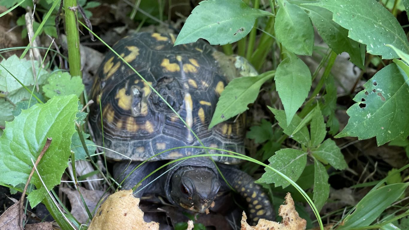 Box Turle