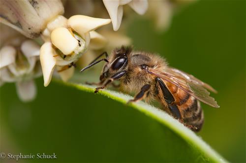 honey bee on common milkweed