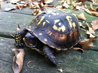 Box Turtle