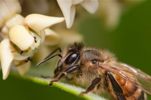 Bees