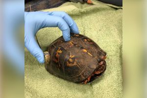 Box Turtle
