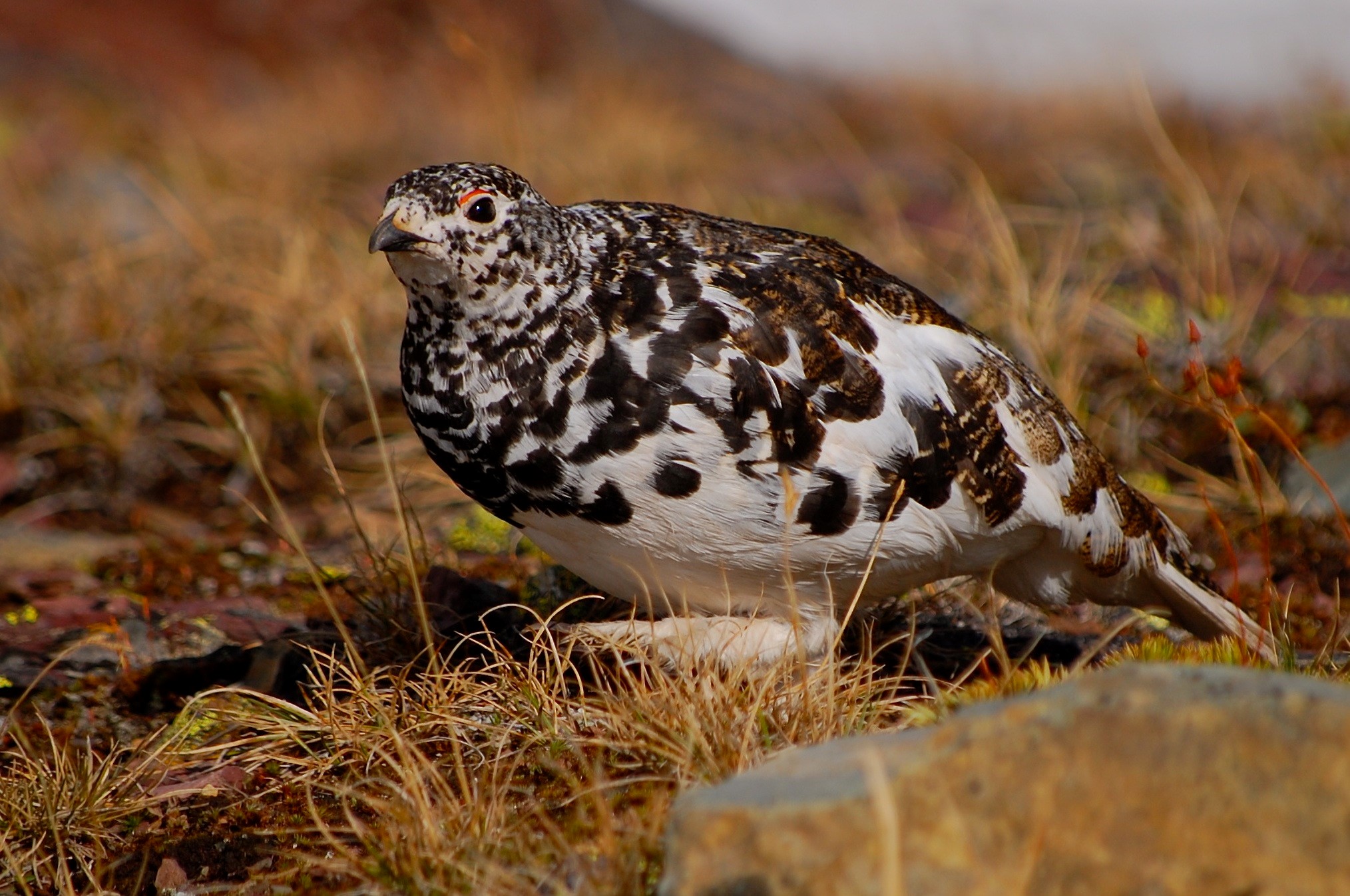 Bird