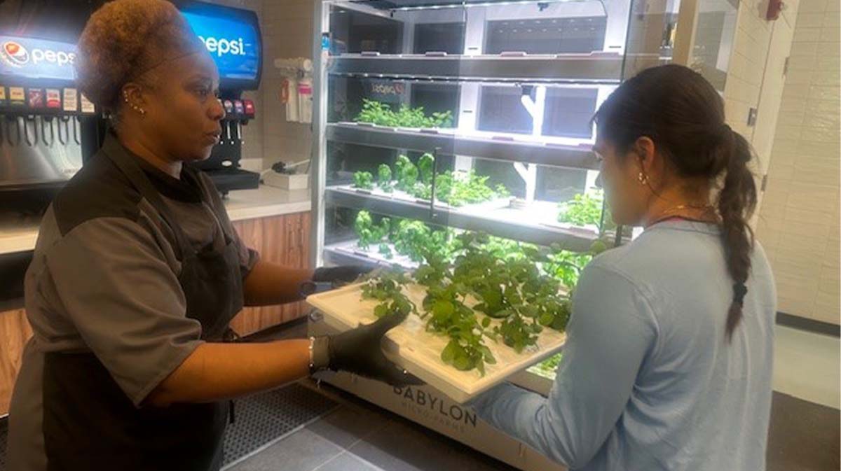 Dining worker and student at hydroponics system