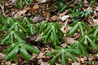 plant
