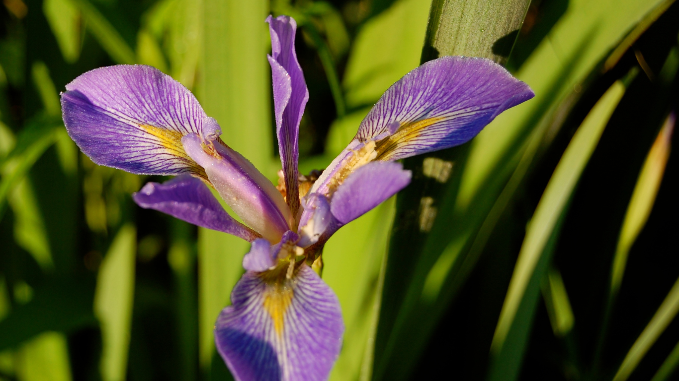 Flower in the EcoLab